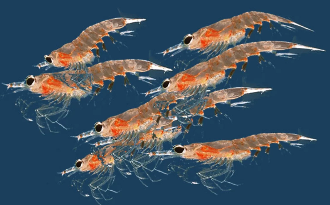 Krill-Oil