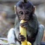 monkey